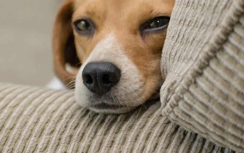 Beagle Resting Head on Armrest 1 1080x675 1